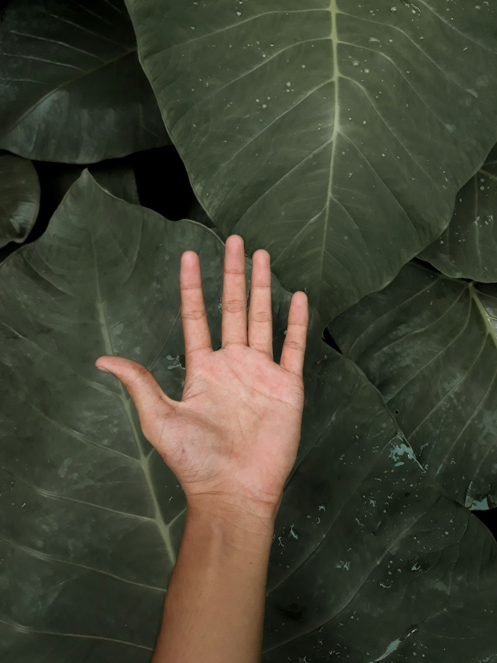 persons left hand on green leaves