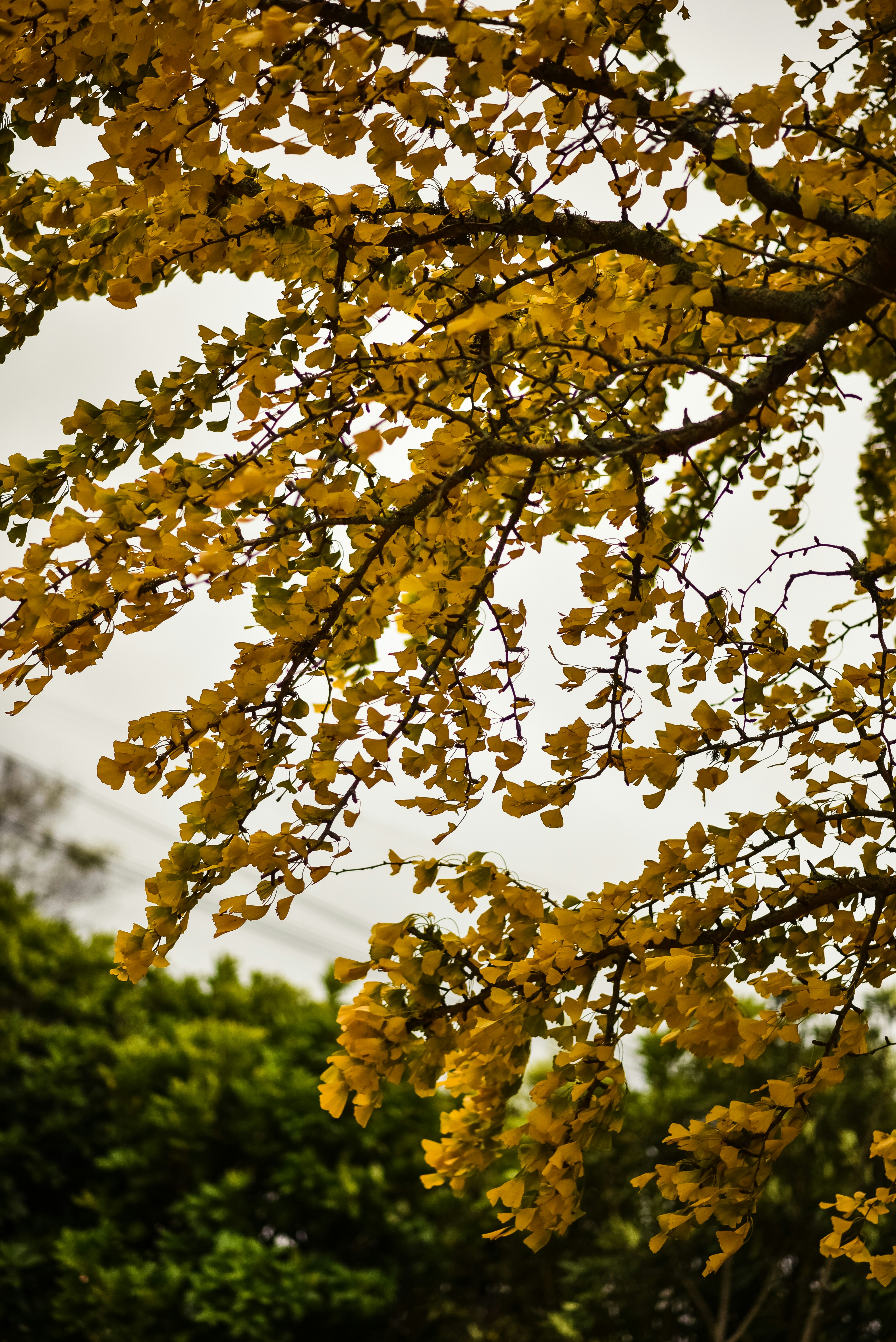 Photo by zane404