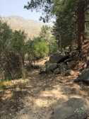 A natural pathway winds through a forested area, surrounded by tall pine trees and dense green foliage. Rocky terrain and scattered pebbles cover the ground, while the background reveals a mountainous landscape under a clear sky.