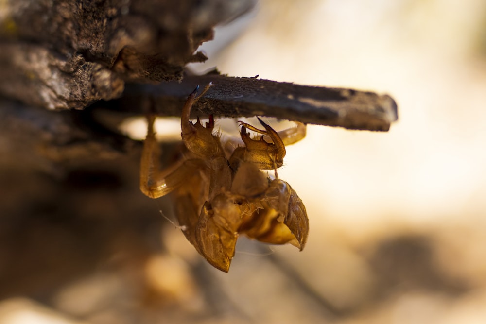 brown and black insect on brown wood