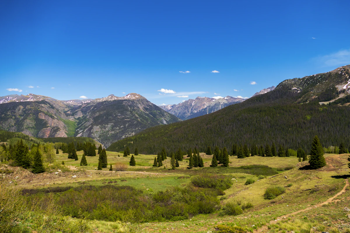 A green meadow with scattered spruce near Silverton, below snow-streaked peaks