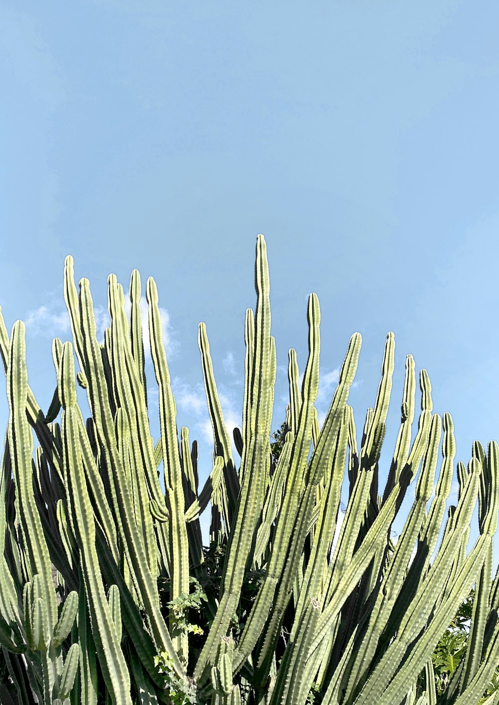 plante verte sous le ciel bleu pendant la journée