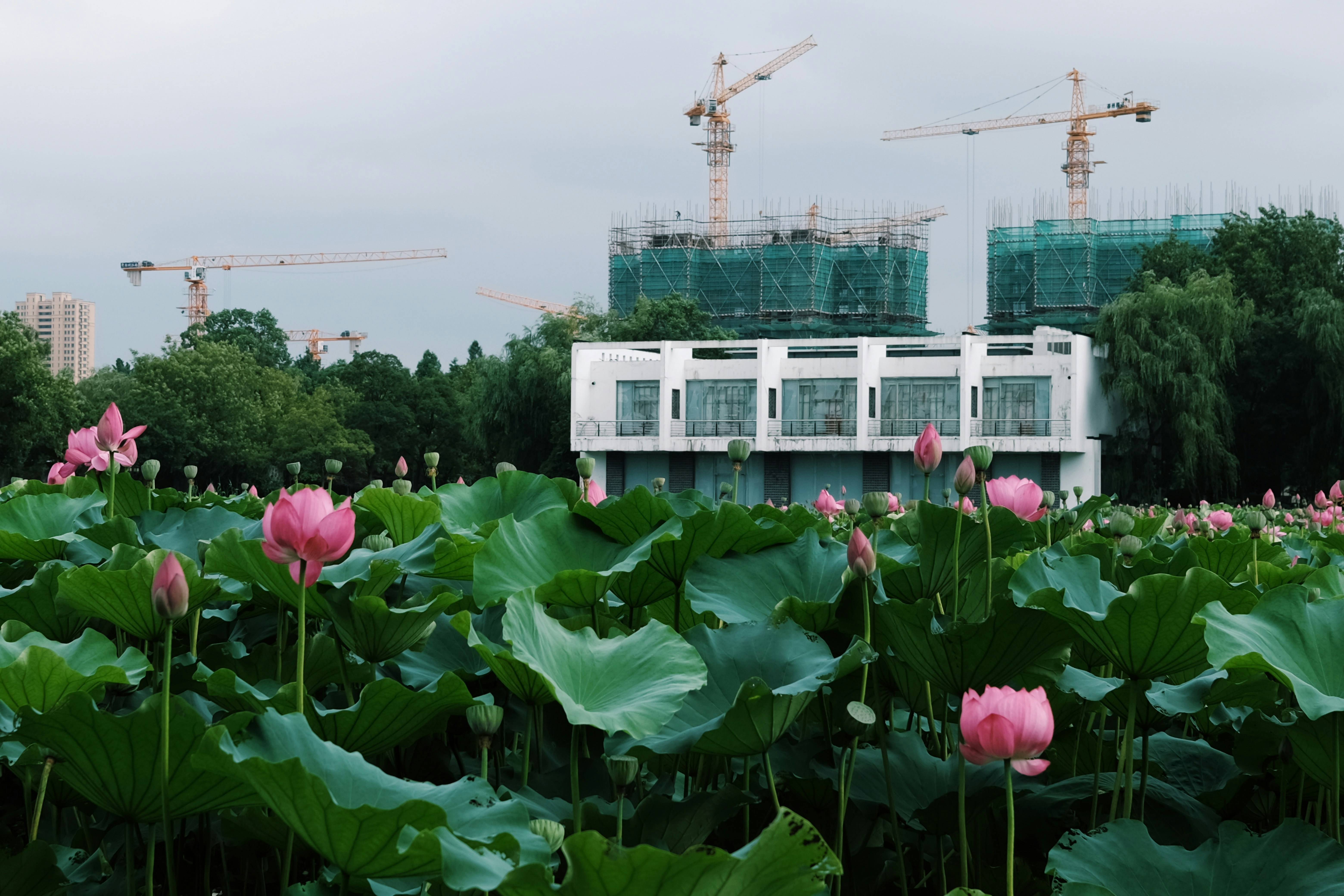 Harbin Botanical Garden photo 2