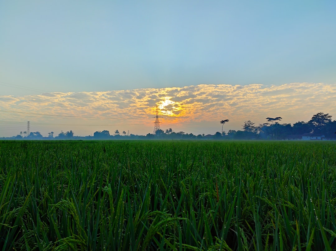 Plain photo spot Rahayu Sukabumi