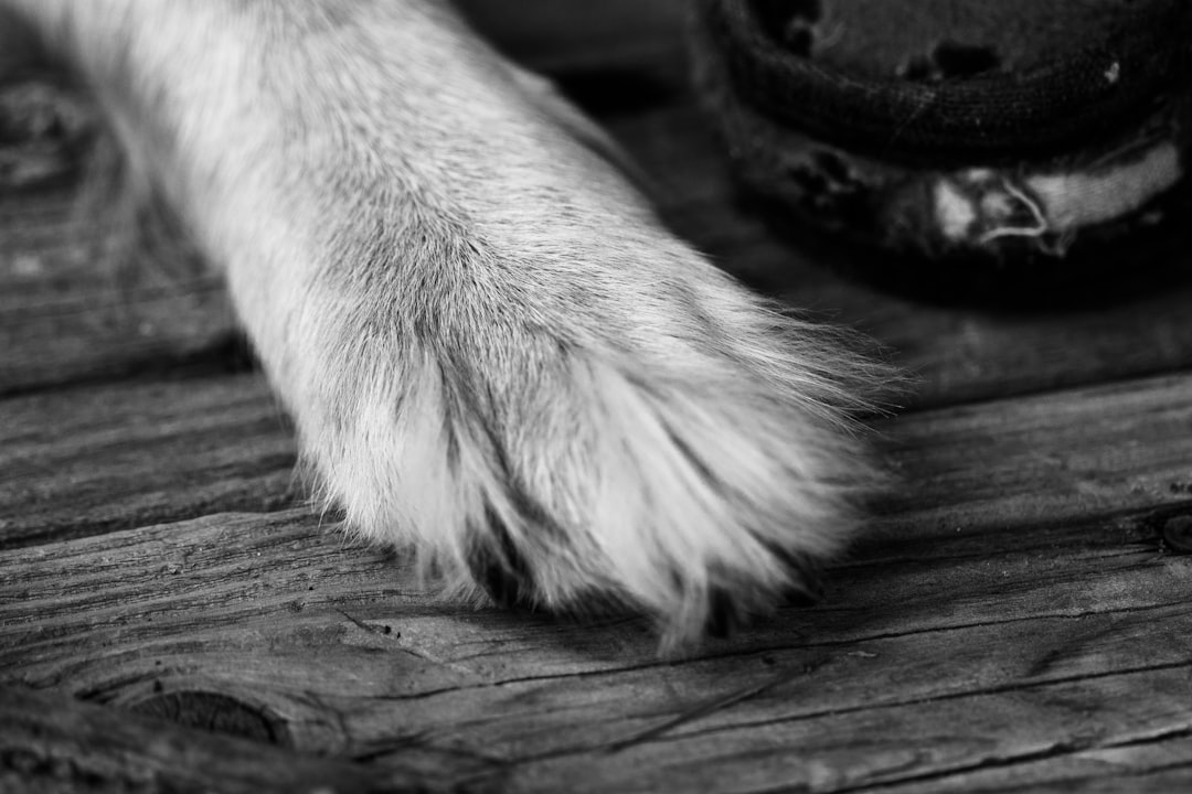 white dog paw on wooden floor