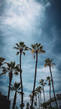 a group of palm trees with a blue sky in the background