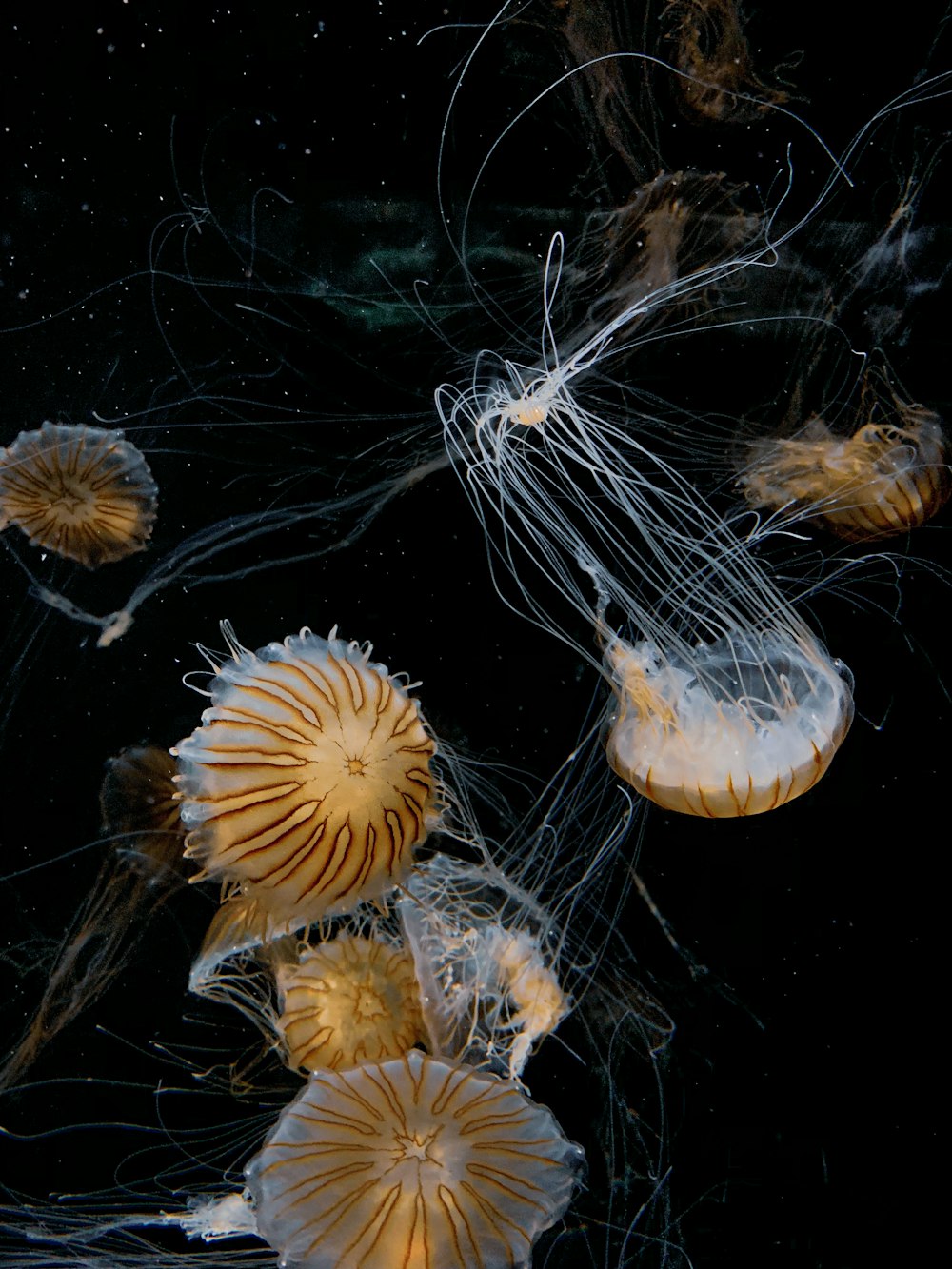 white and brown jellyfish in water