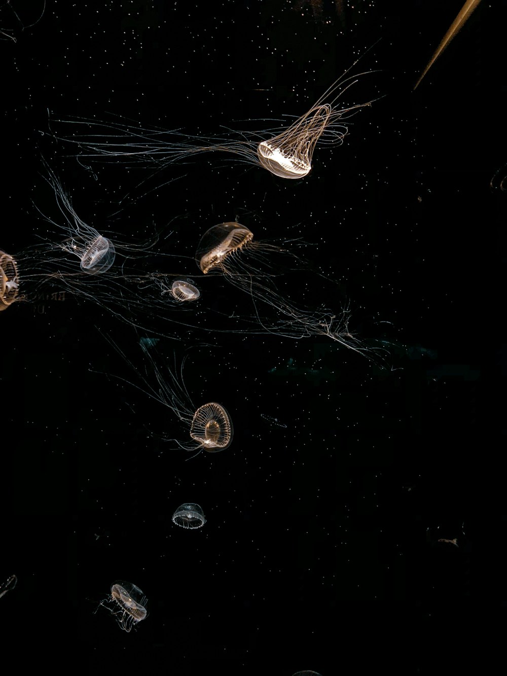 a group of jellyfish floating in the water