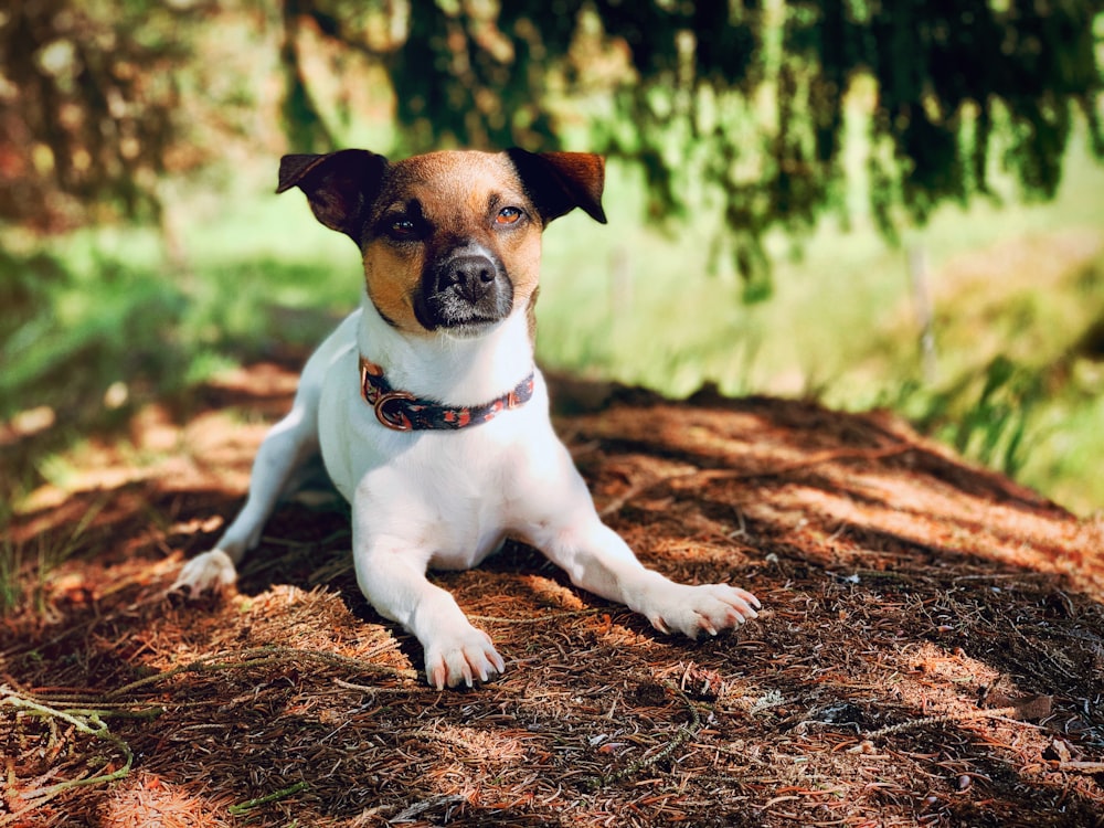 white and brown short coated dog on brown soil