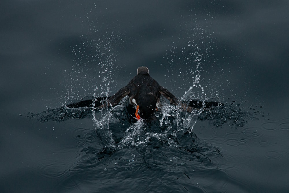 black labrador retriever in water