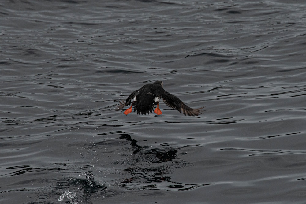 Schwarze Ente tagsüber auf dem Wasser