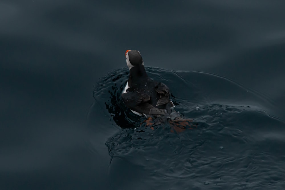 canard noir sur l’eau pendant la journée
