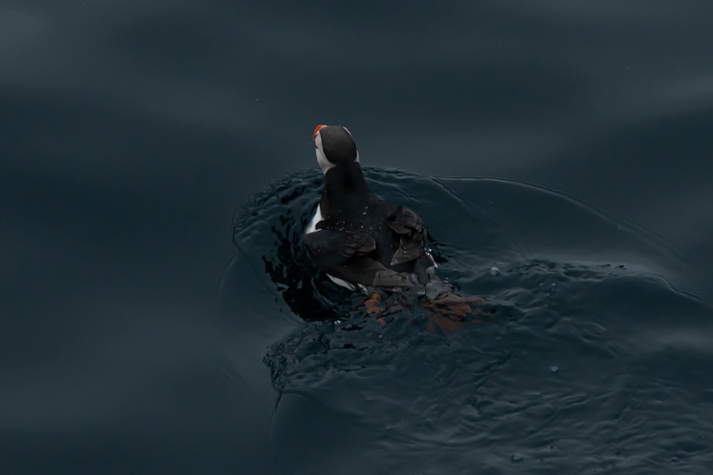 Schwarze Ente tagsüber auf dem Wasser