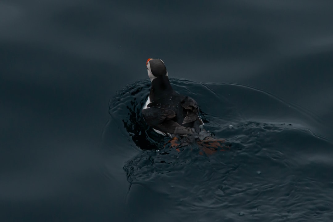 black duck on water during daytime