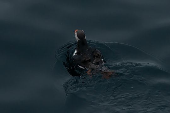 black duck on water during daytime in North Cape Norway