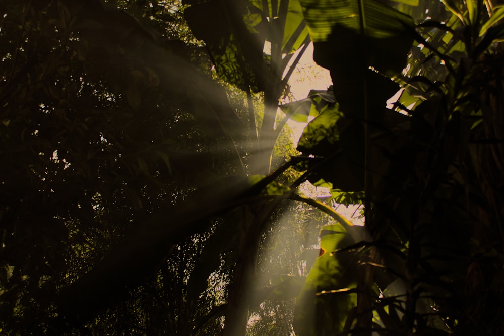 green leaves with sun rays