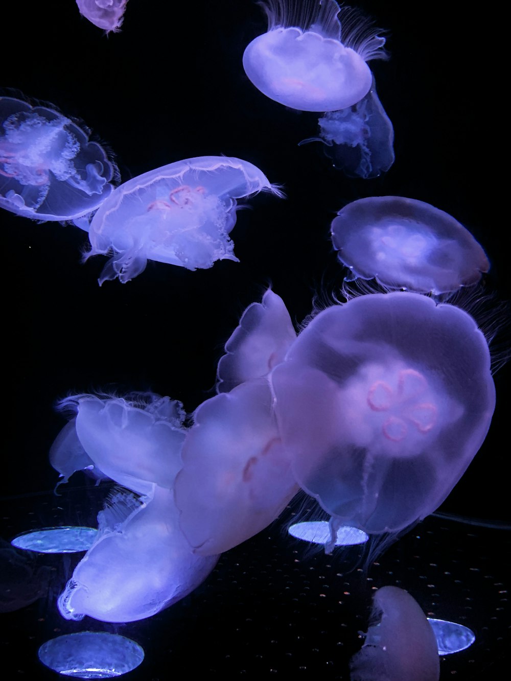 white jellyfish on black background