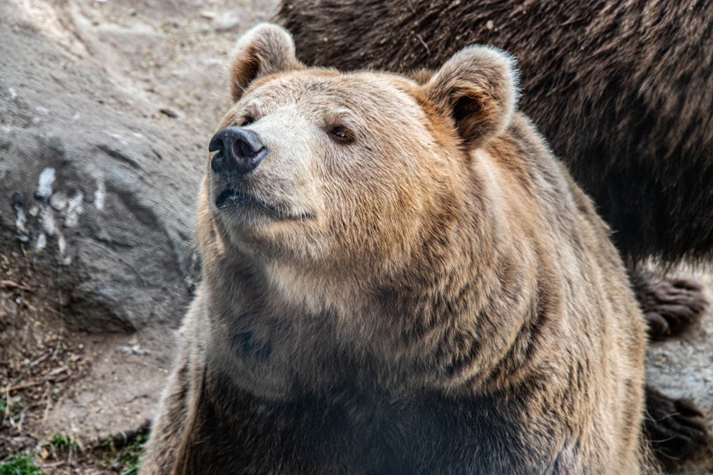 brown bear on brown sand during daytime