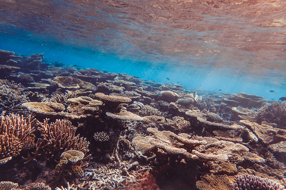 brown coral reef in water