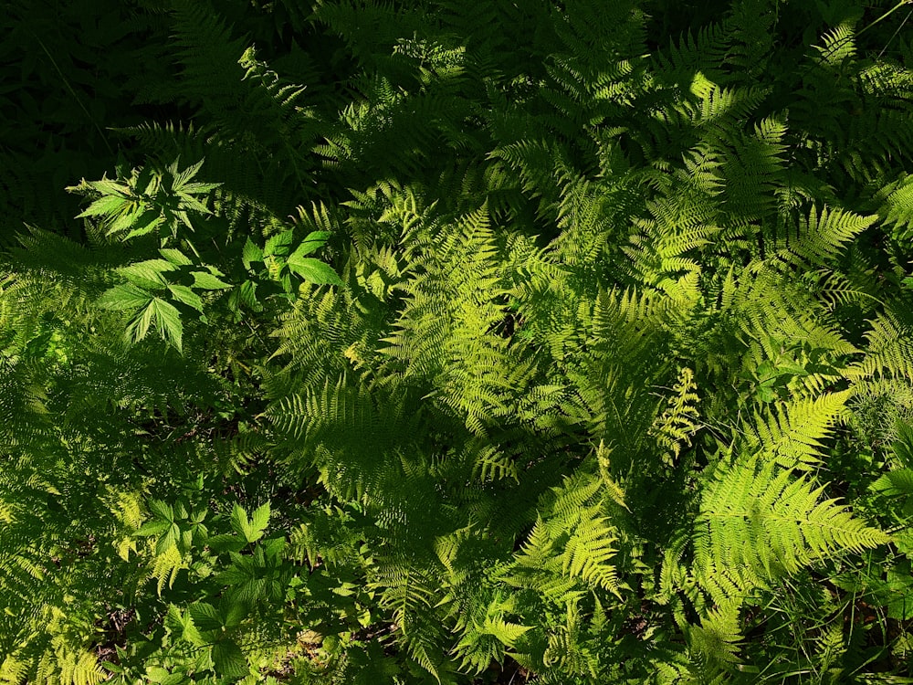 green fern plant during daytime