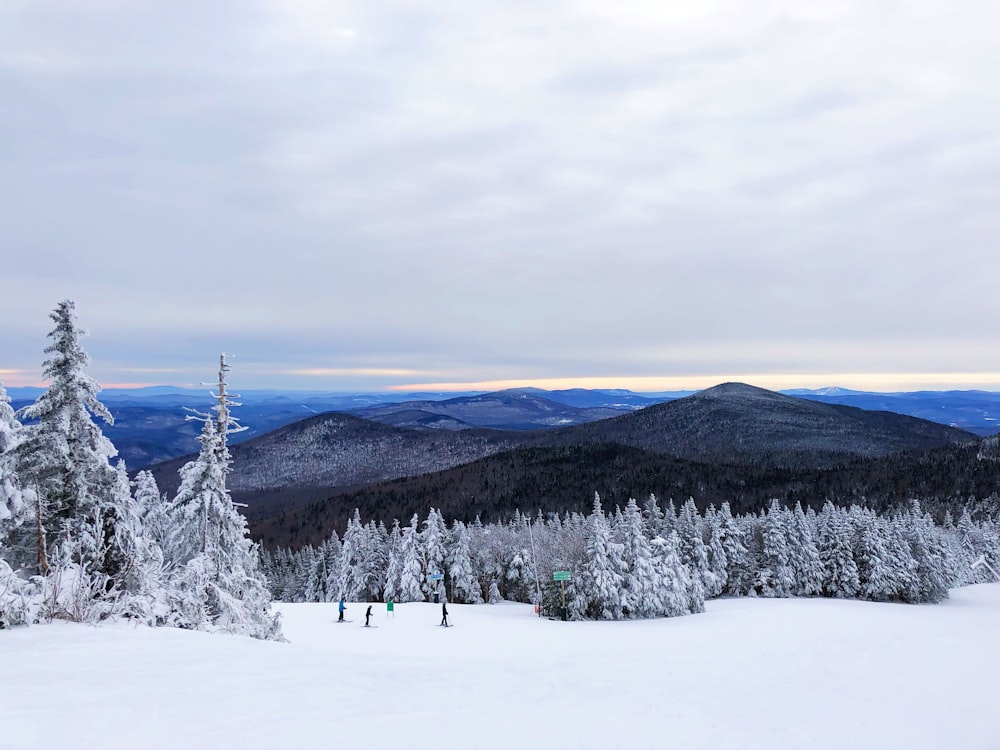 snow covered pine trees and mountains during daytime