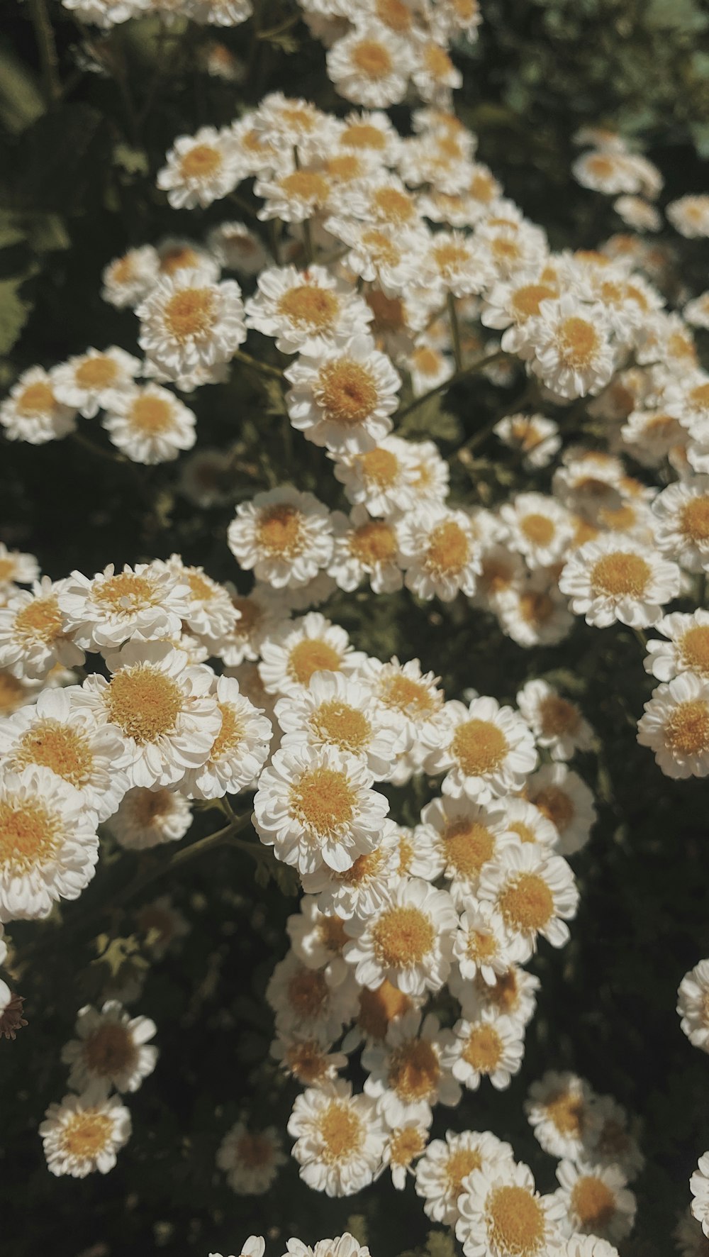 white flowers in tilt shift lens