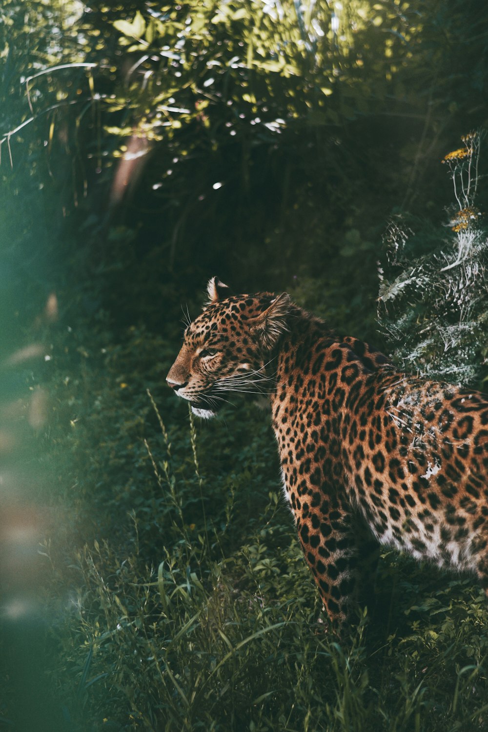 leopard in water during daytime