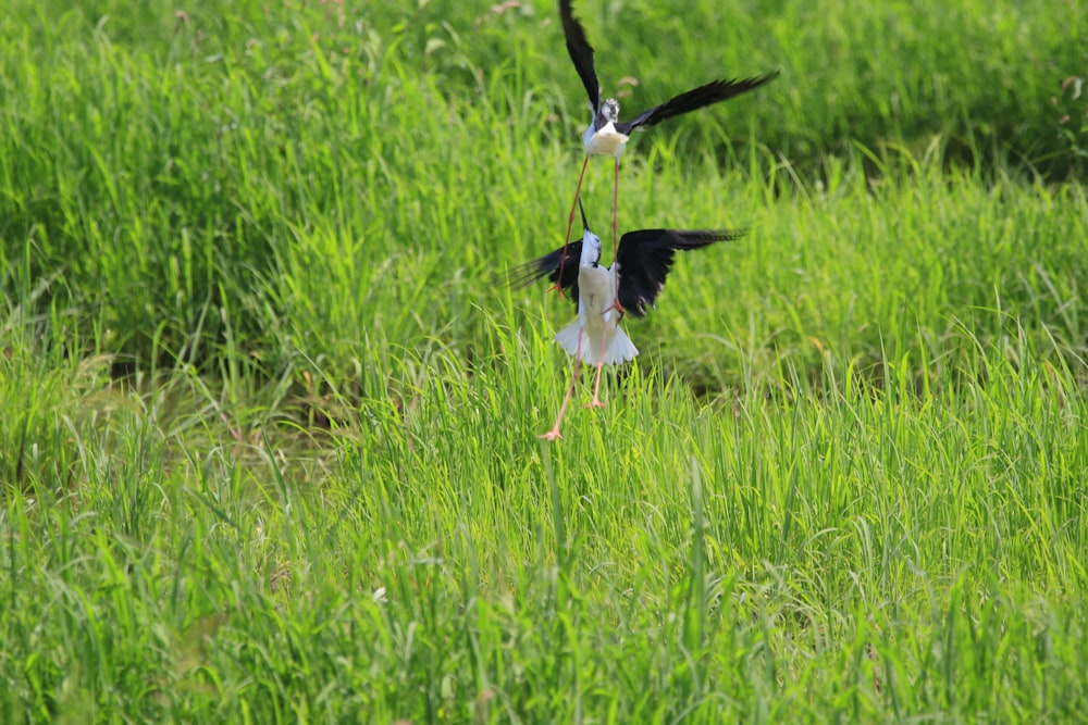 pássaro branco e preto na grama verde durante o dia
