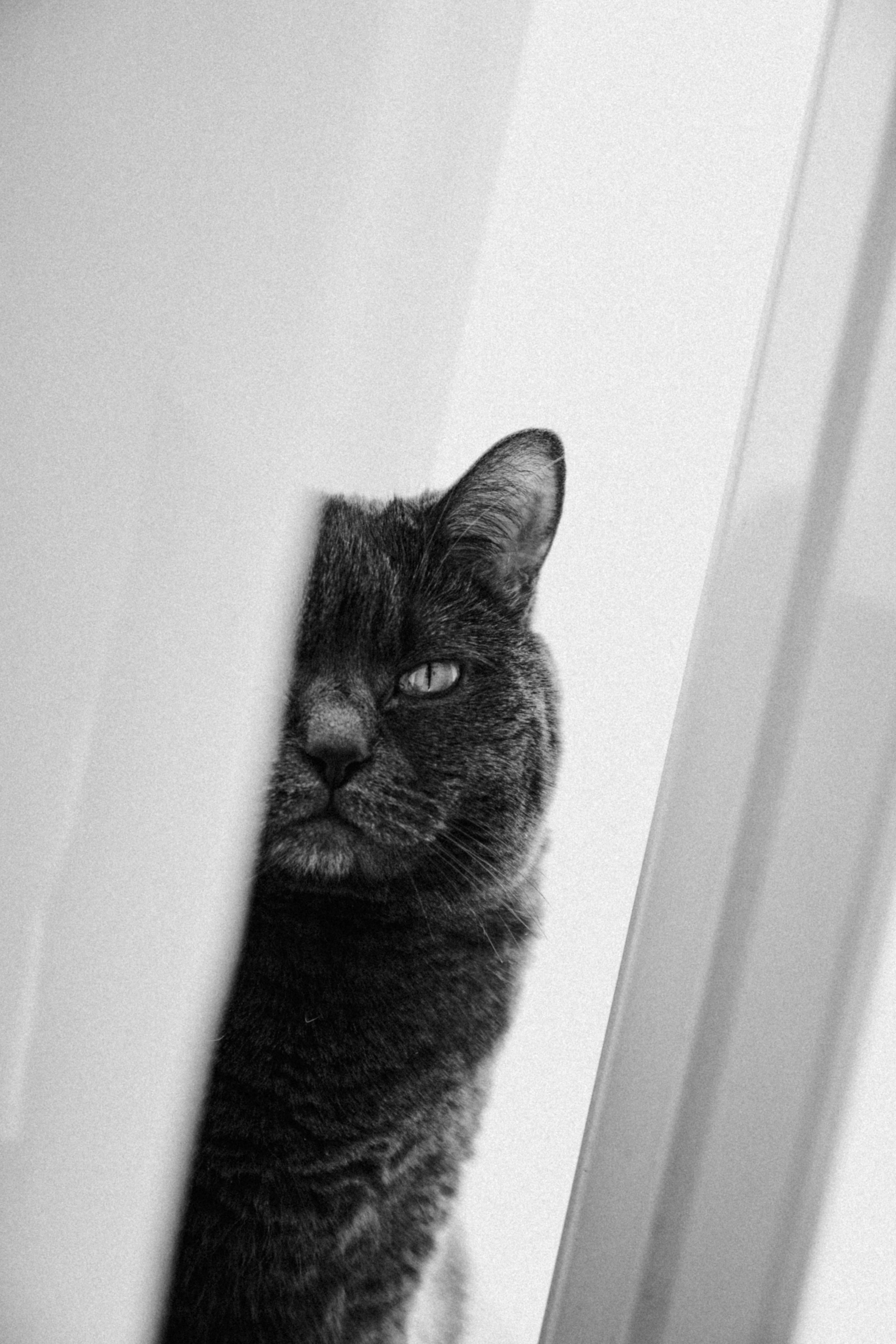 black and white cat in white room