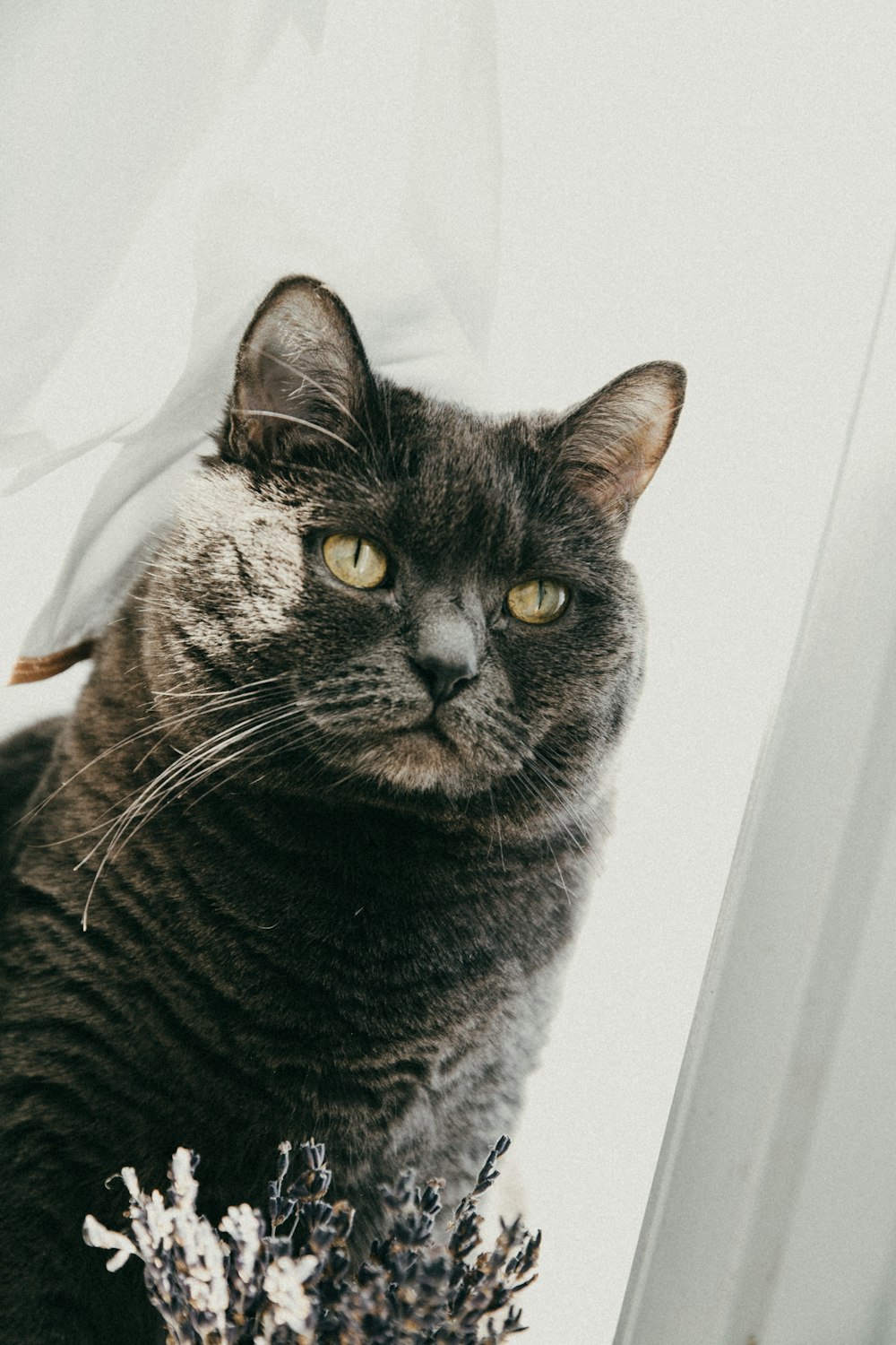 chat tigré brun sur textile blanc