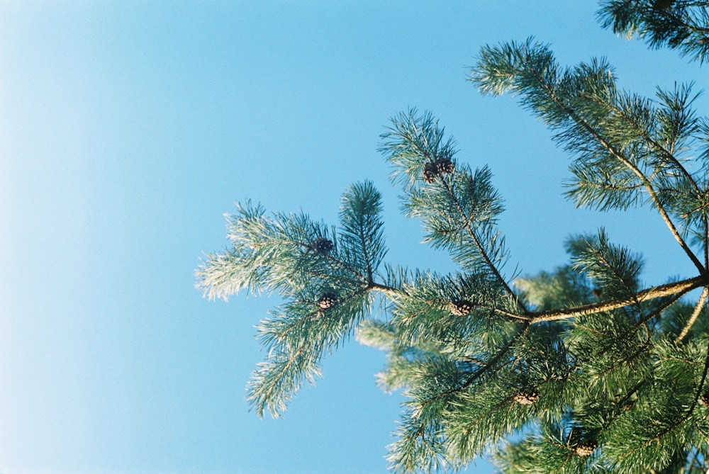 green tree under blue sky during daytime