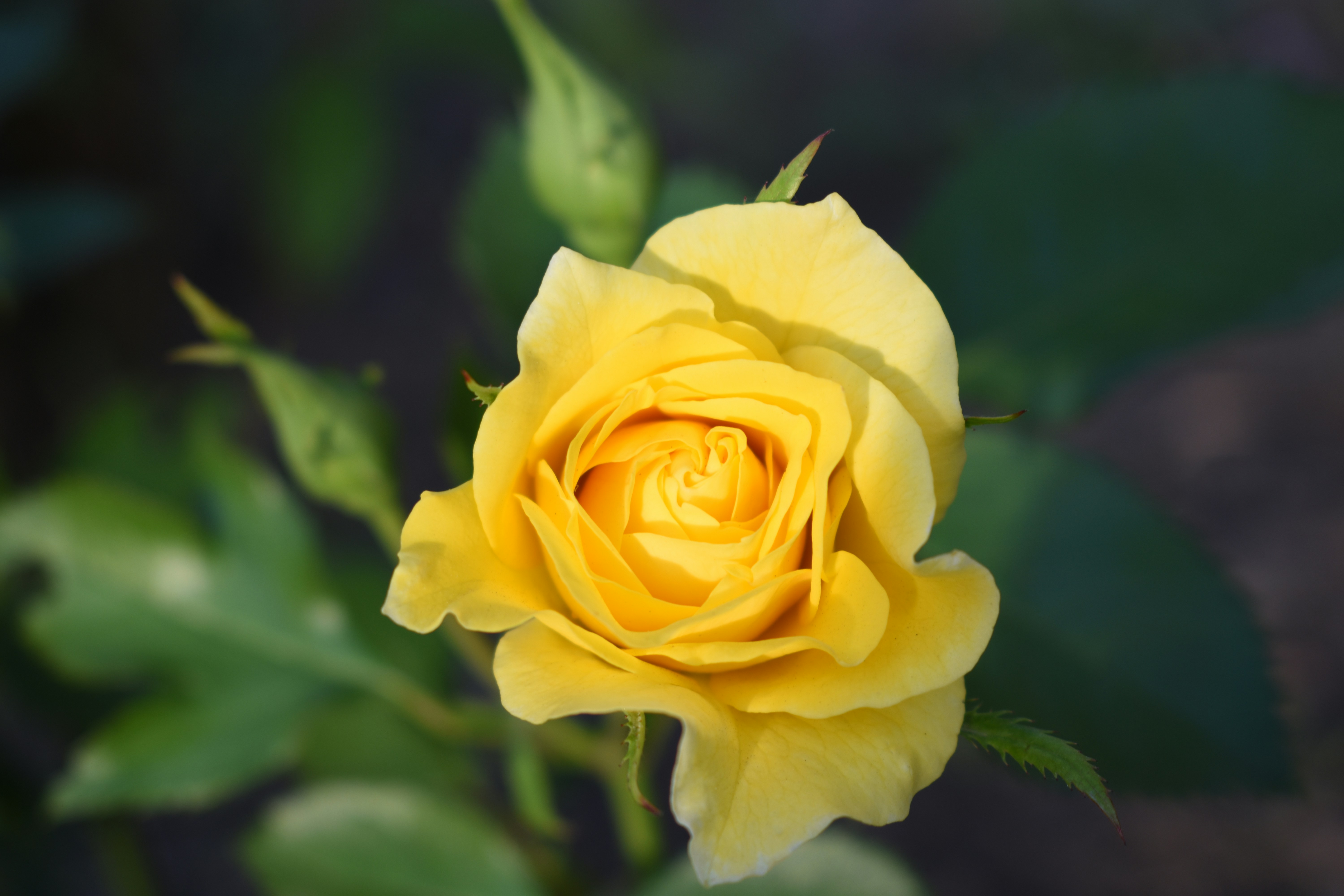 yellow rose in bloom during daytime
