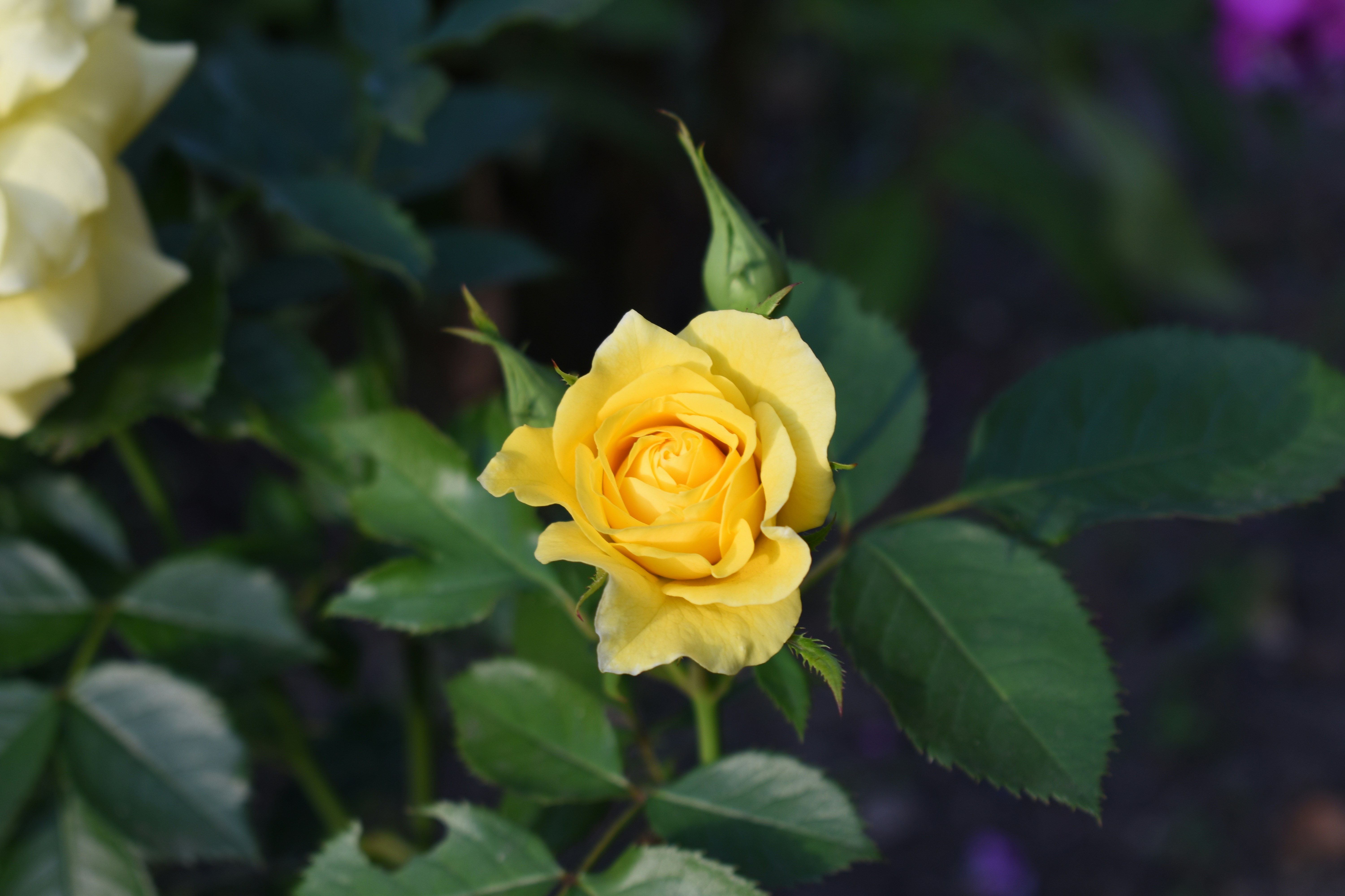 Photo by lala_photo_yk