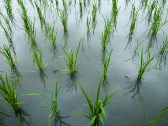 A close-up of young rice seedlings sprouting in a flooded paddy field under a bright sky.