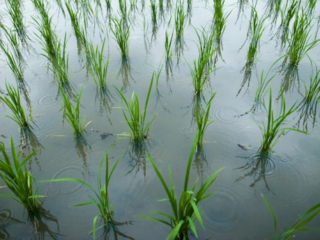 A close-up of young rice seedlings sprouting in a flooded paddy field under a bright sky.