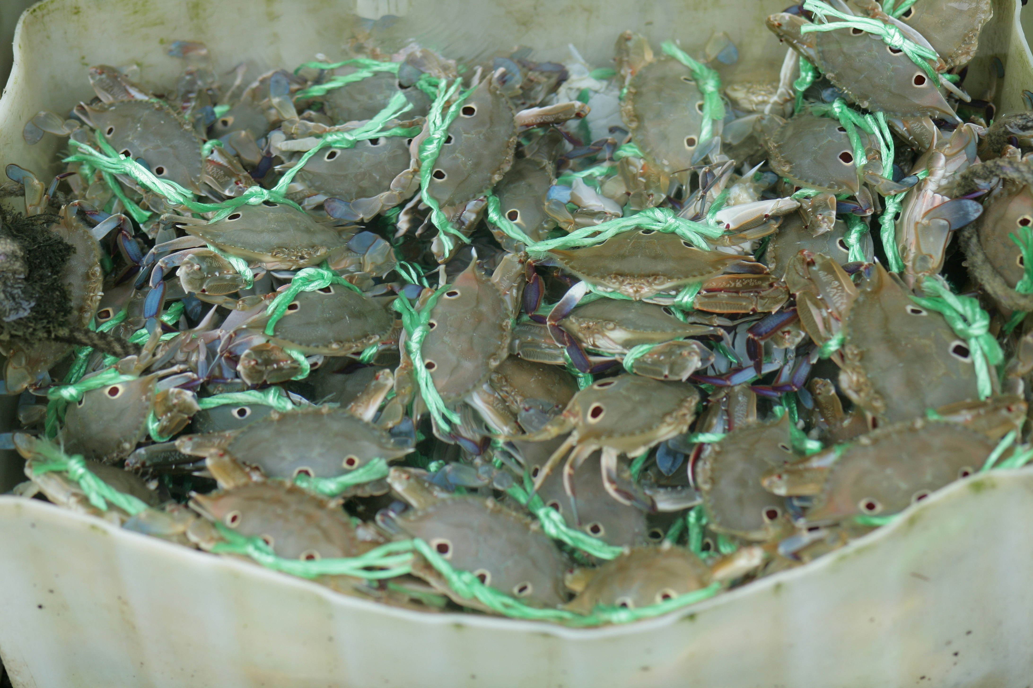 green and blue fish in clear glass container