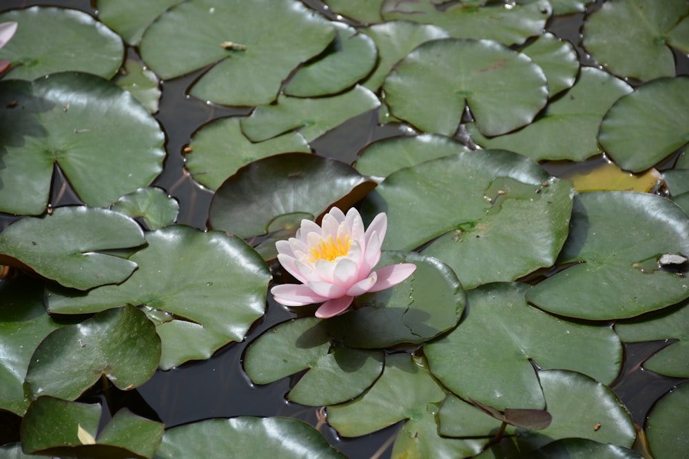 pink lotus flower on water