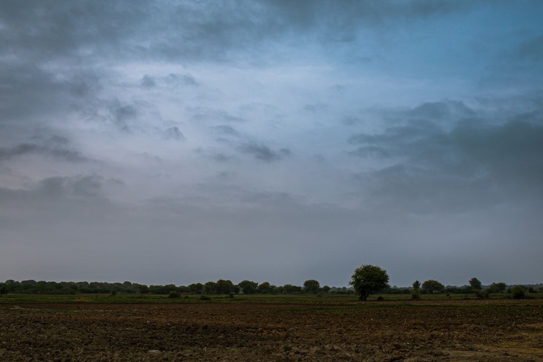 green trees under white clouds during daytime