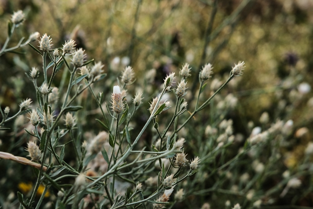 white flower in tilt shift lens