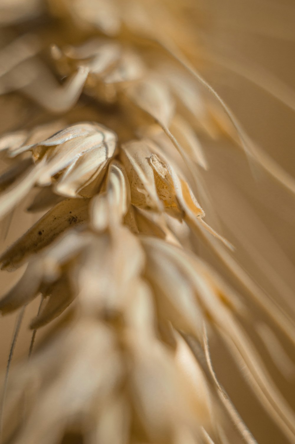 white flower in macro lens