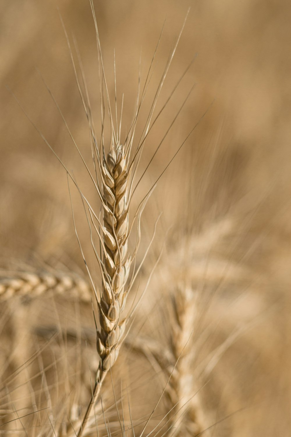 brown wheat in close up photography