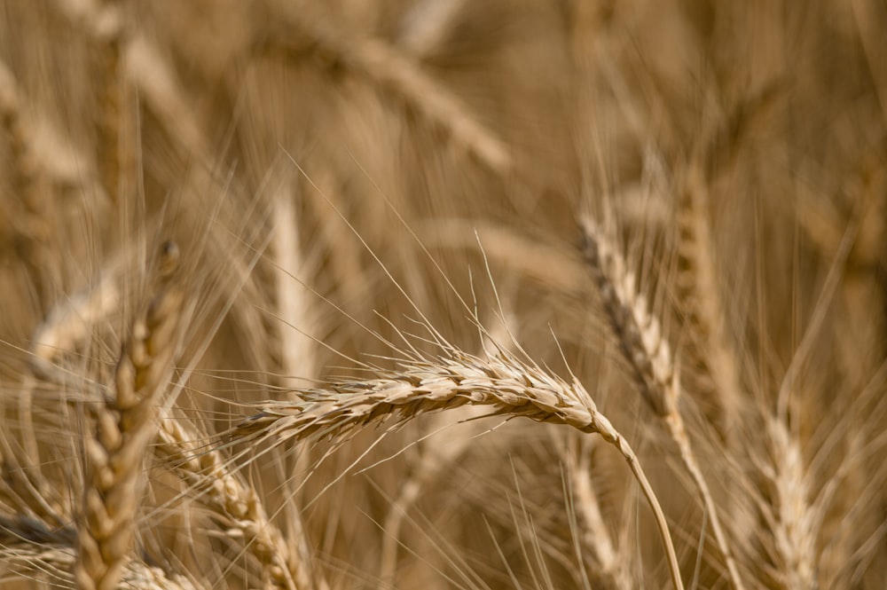 grano marrone in primo piano fotografia