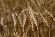 brown wheat in close up photography