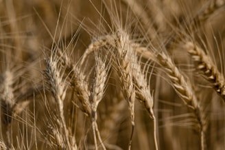 brown wheat in close up photography