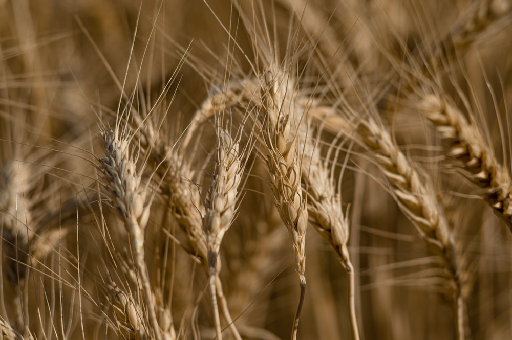 brown wheat in close up photography