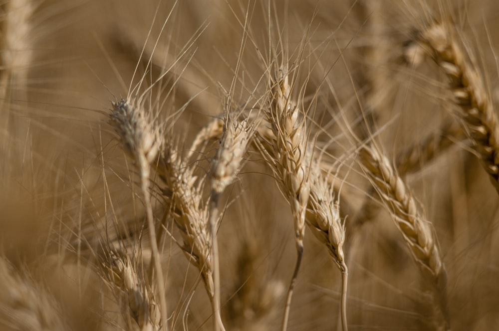 brown wheat in close up photography