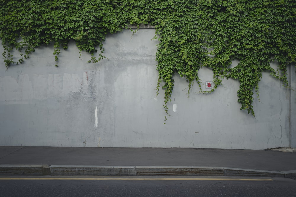 Planta verde en pared blanca