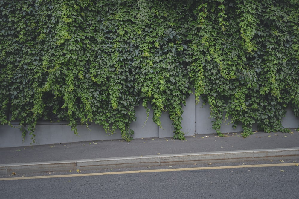 green plant on gray asphalt road during daytime