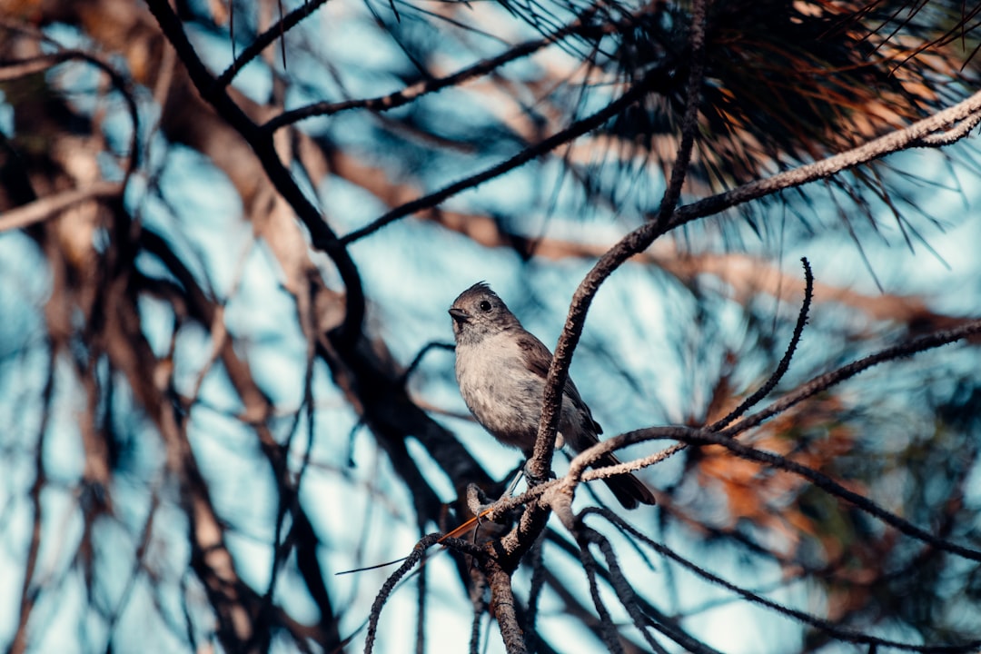 gray bird on brown tree branch