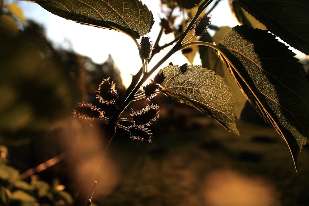 green leaf in tilt shift lens